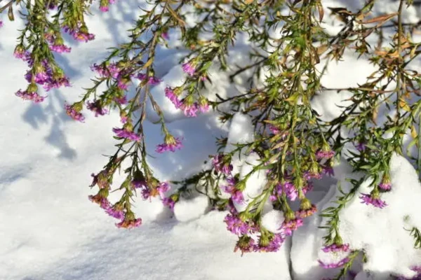 Flurry of Snow
