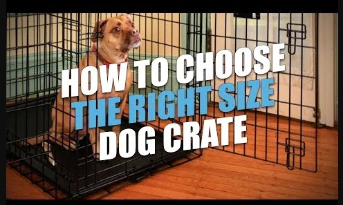 Choose the Right Crate for Your Dog
