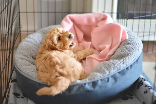 Measure a Dog for a Travel Crate