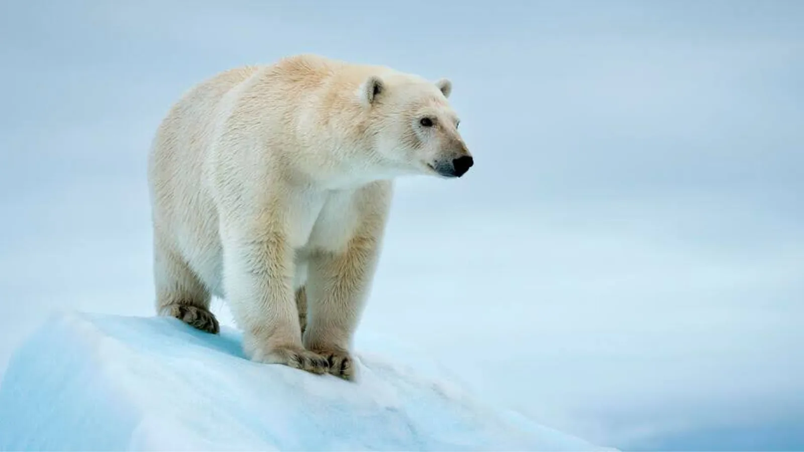Polar Bears in Svalbard