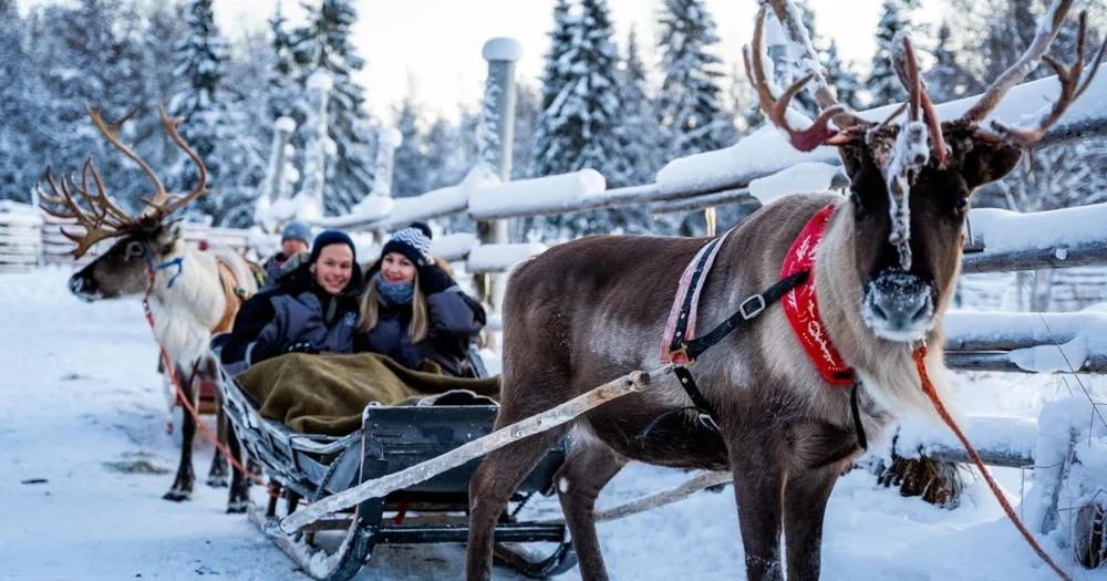 Reindeer Sleigh Rides