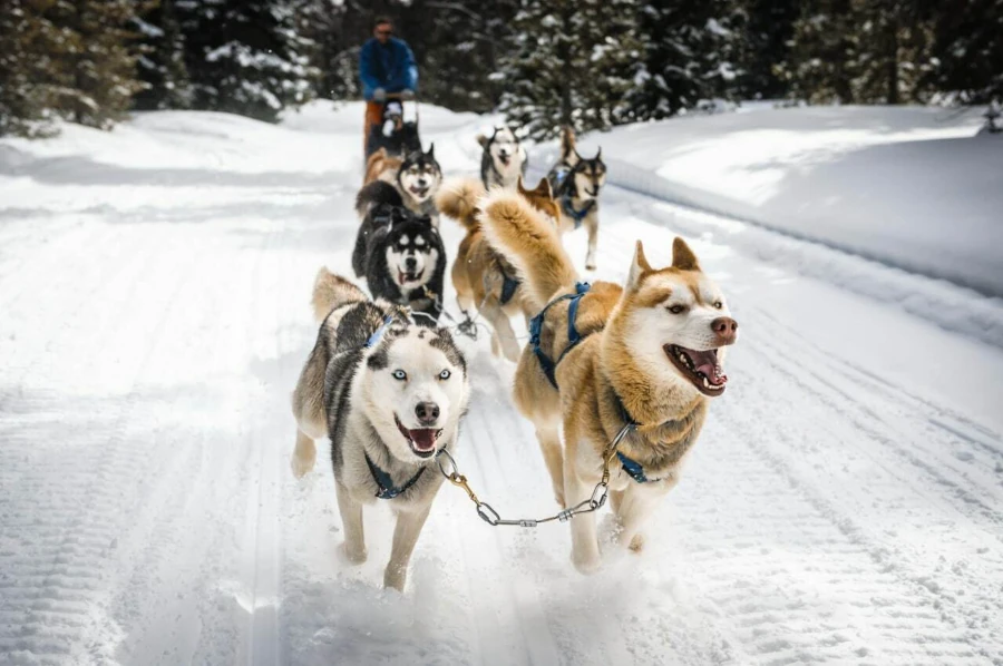 Dog Sledding in The Svalbard Islands